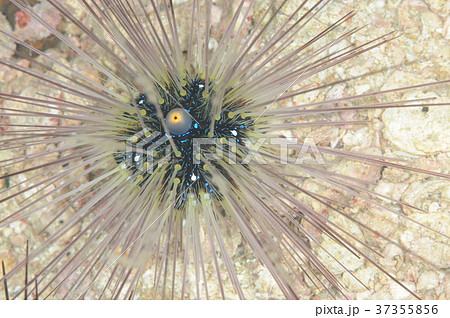 白いガンガゼ 白いガンガゼ 37355856