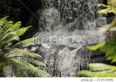 Rainforest in Victoria, Australia 37355996