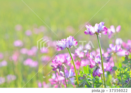 レンゲの花 37356022