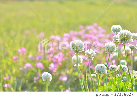 クローバーの花の写真素材