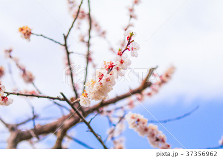 Beautiful cherry blossom in soft focus 37356962