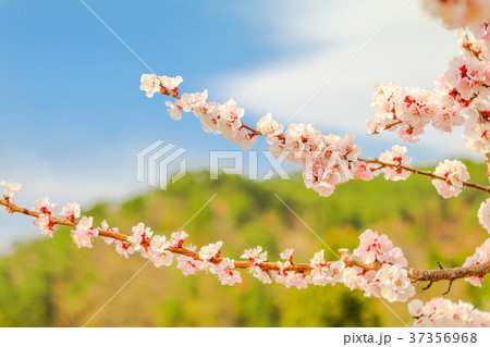 Beautiful cherry blossom , sakura in spring time Beautiful cherry blossom , sakura in spring time 37356968