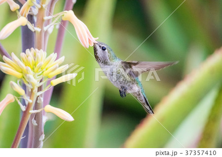 ハチドリ3 ハチドリ3 37357410