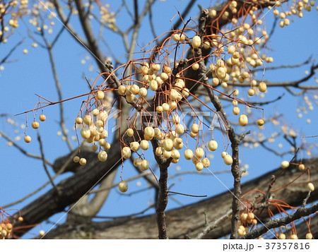 落葉高木 センダン の実の写真素材