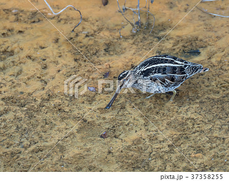 沼地で採食するタシギ 37358255
