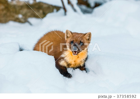 weasel sitting at snow field, mustela nivalis weasel sitting at snow field, mustela nivalis 37358592