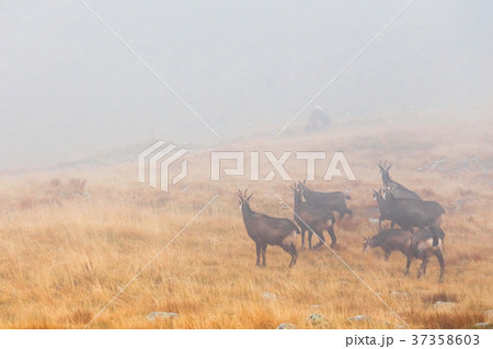 herd of chamois passes a mountain pass in the fog 37358603