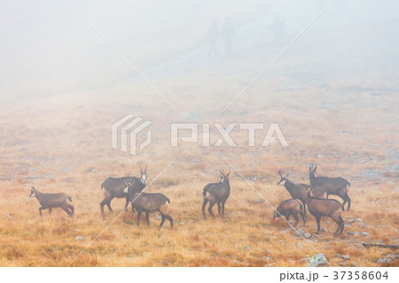 herd of chamois passes a mountain pass in the fog 37358604