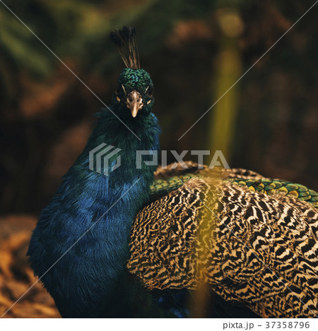 Beautiful colourful peacock outdoors. Beautiful colourful peacock outdoors. 37358796