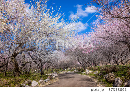 いなべ梅林公園の梅 いなべ梅林公園の梅 37358891