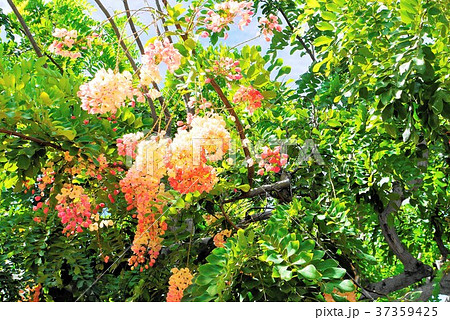 シャワーツリー shower tree シャワーツリー shower tree 37359425