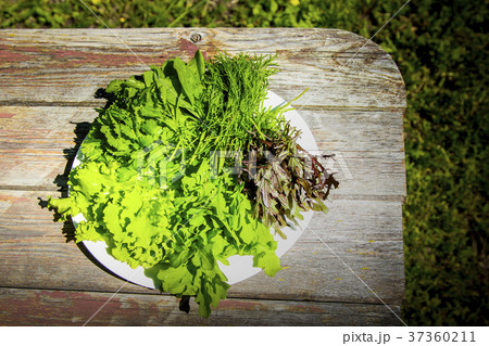 Green salad on a white plate in nature Green salad on a white plate in nature 37360211