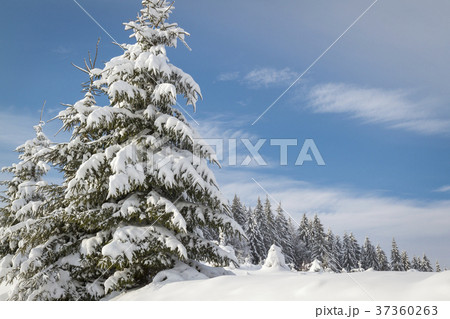 Winter's tale Winter's tale 37360263