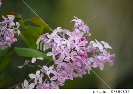 ライラック 37360357