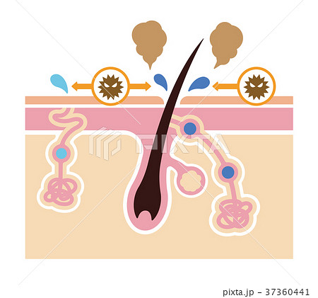 ワキガ臭発生の原因イラスト (腋臭・わきが）/文字なし 37360441