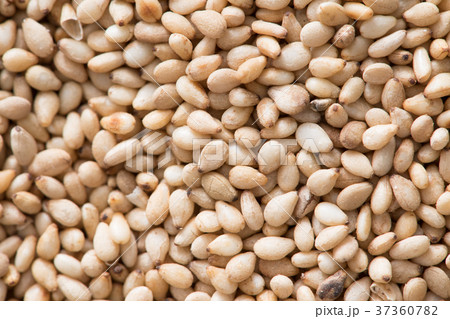 白胡麻　白ごま　白ゴマ 37360782