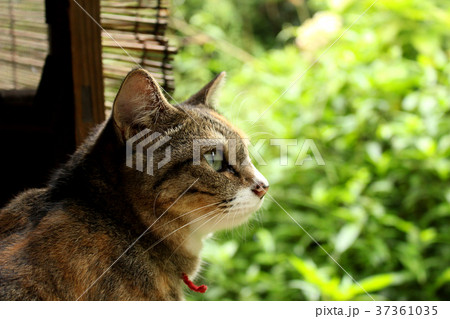 縁側の猫 37361035