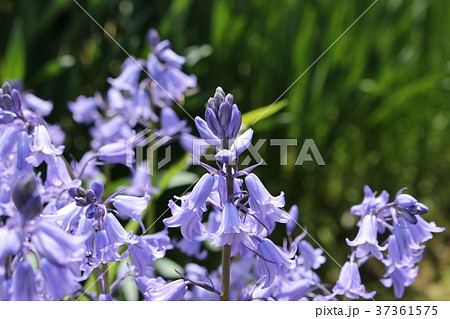 ヒヤシントイデス ヒヤシントイデス 37361575