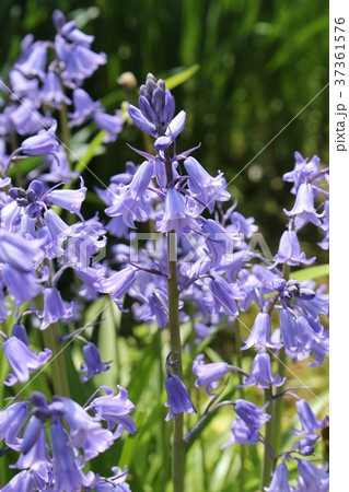 ヒヤシントイデス 37361576