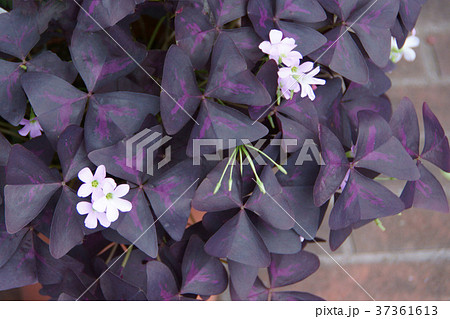 オキザリス トリアングラリス 紫の舞の写真素材