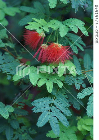 カリアンドラ エリオフィラ 花言葉は「澄んだ心」 カリアンドラ エリオフィラ 花言葉は「澄んだ心」 37361640