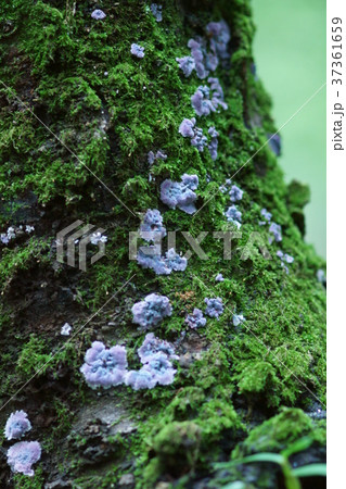 紙鱗茸 カミウロコタケとハイゴケ 紙鱗茸 カミウロコタケとハイゴケ 37361659