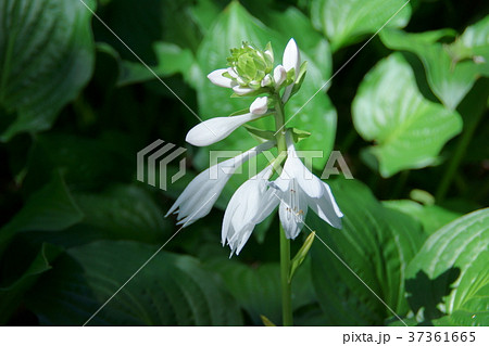 大葉擬宝珠 オオバギボウシ 花言葉は 静かな人 の写真素材