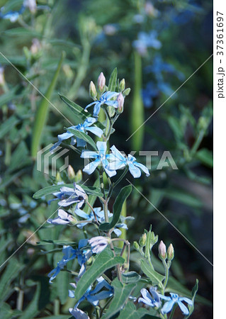 瑠璃唐綿 ルリトウワタ 花言葉は 幸福な愛 の写真素材