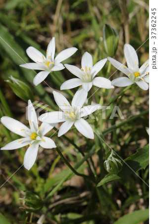 オーニソガラム オーニソガラム 37362245