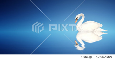 Mute swan on blue background Mute swan on blue background 37362369