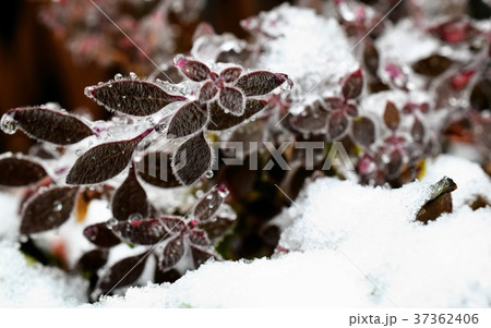 カラフルな冬の庭、雪と滴 カラフルな冬の庭、雪と滴 37362406