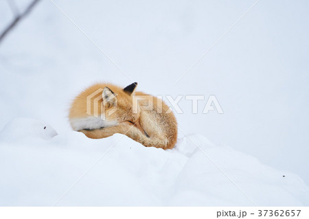 雪の上で寝るキタキツネの写真素材 雪の上で寝るキタキツネの写真素材