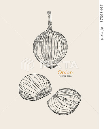 Onion hand drawn vector set. 37363447