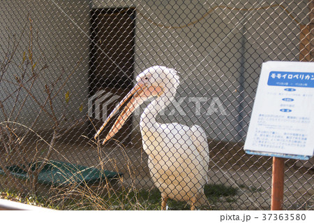 大牟田市動物園 ペリカン 大牟田市動物園 ペリカン 37363580