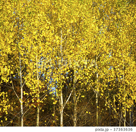 Autumn birchwood Autumn birchwood 37363636