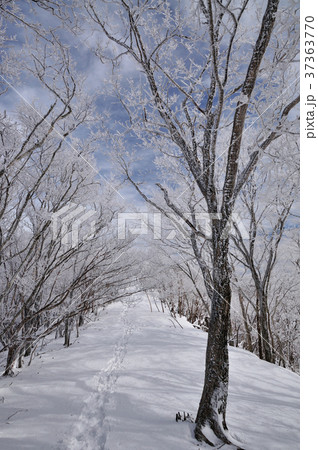 護摩壇山から龍神岳への道 護摩壇山から龍神岳への道 37363770