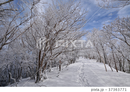 護摩壇山から龍神岳への道 37363771