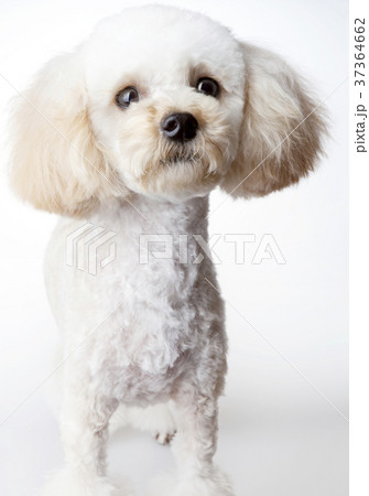 プードル 犬 子犬 37364662