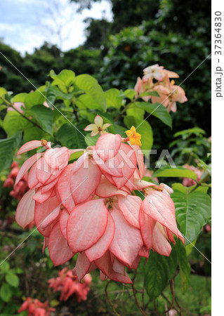 ムッサエンダ・フィリッピカ 37364830