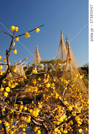 白鳥庭園のろうばい 37365047