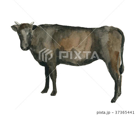 ウシ 丑 牛 年賀状 干支 白背景【手描き水彩】 37365441