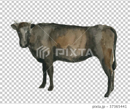 ウシ 丑 牛 年賀状 干支 白背景【手描き水彩】 37365441