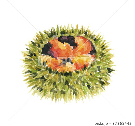 馬糞ウニ 37365442