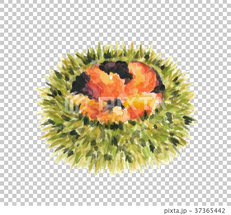 馬糞ウニ 37365442