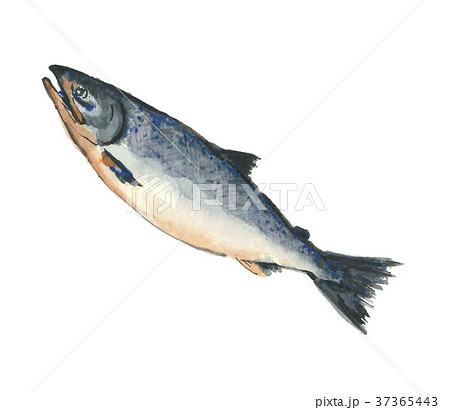 鮭 37365443