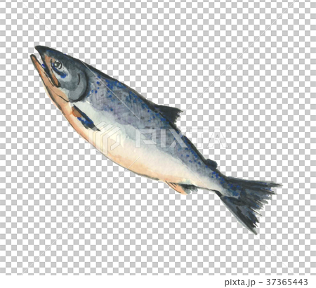 鮭 37365443