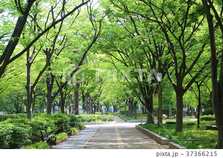 大阪 靭公園のケヤキ並木 大阪 靭公園のケヤキ並木 37366215