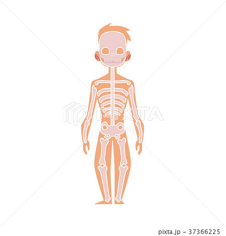 Vector Flat Structure Human Body Anatomy Skeleton Stock Illustration 37366225 Pixta