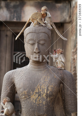 Children Monkey standing playing on ancient Buddha Children Monkey standing playing on ancient Buddha 37366699