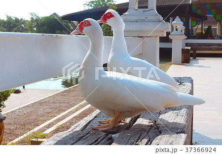 Gooses stand on wood seat near river. Gooses stand on wood seat near river. 37366924